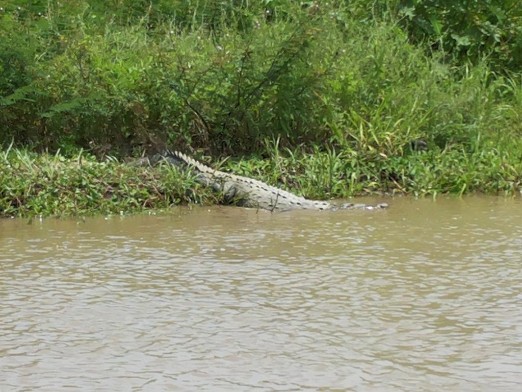 All Rankins Eco-Lodge Tortuguero Bagian luar foto