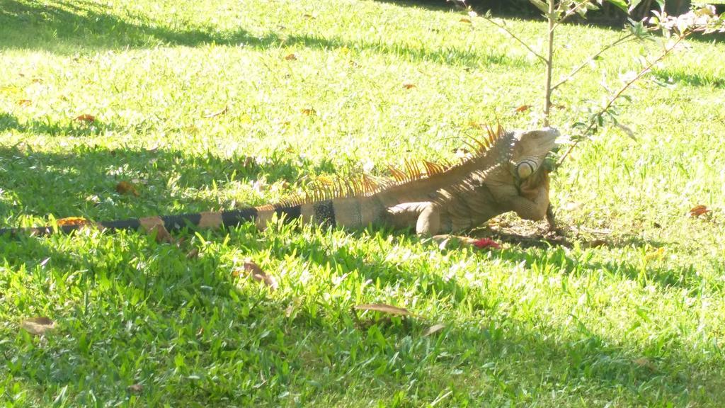 All Rankins Eco-Lodge Tortuguero Bagian luar foto