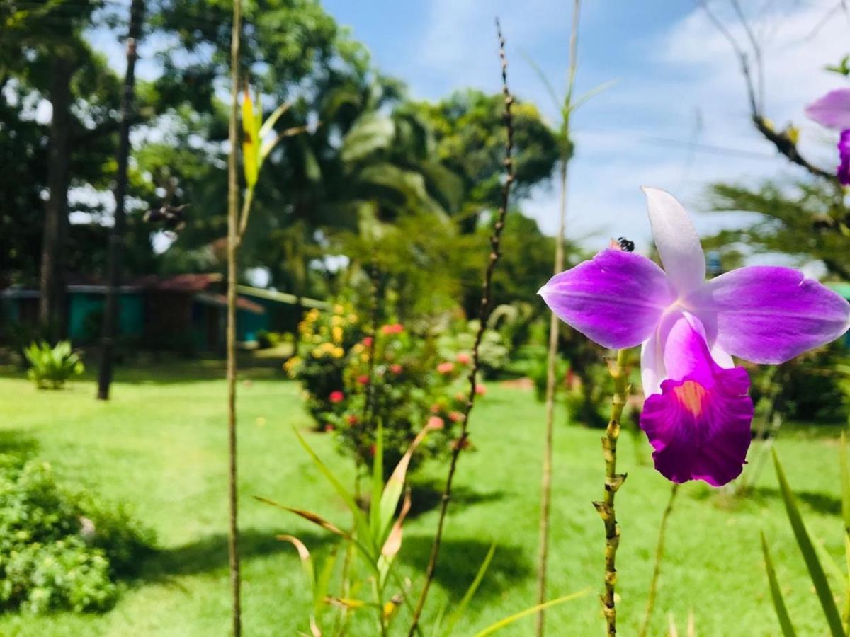 All Rankins Eco-Lodge Tortuguero Bagian luar foto